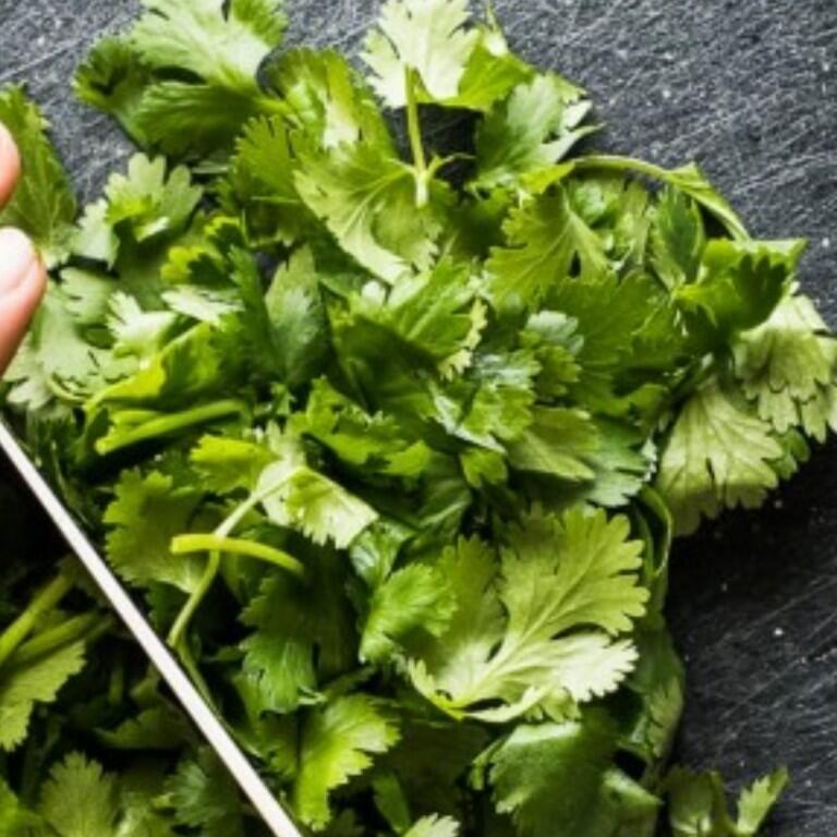 Bowl of Cilantro